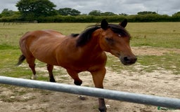 Irish Thoroughbred horses for sale: Project horse previously backed from KODIAC line - Image 2