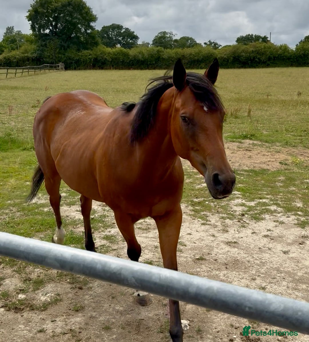 Irish Thoroughbred horses for sale: Project horse previously backed from KODIAC line - Image 2