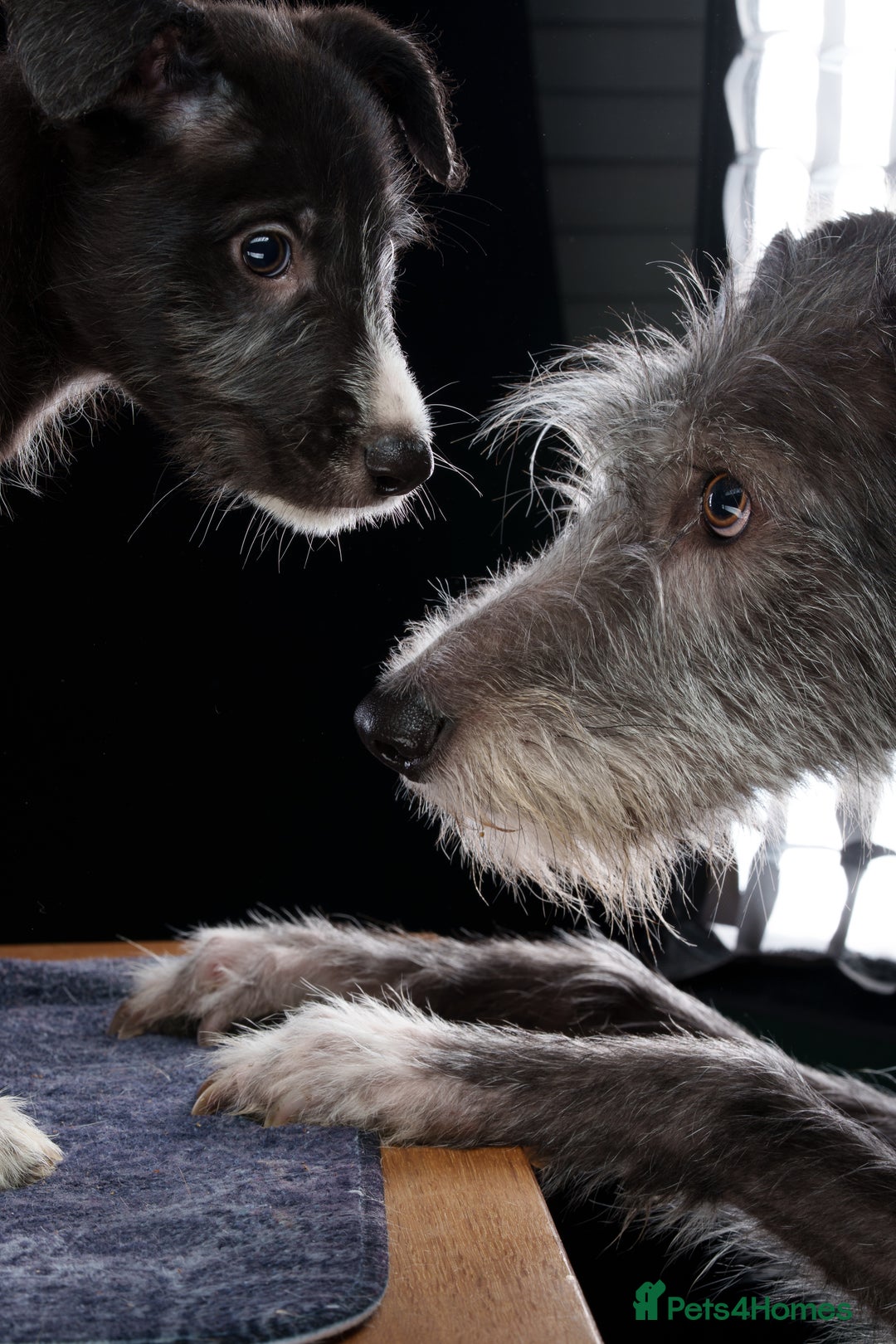 Gallery Image {{count}}