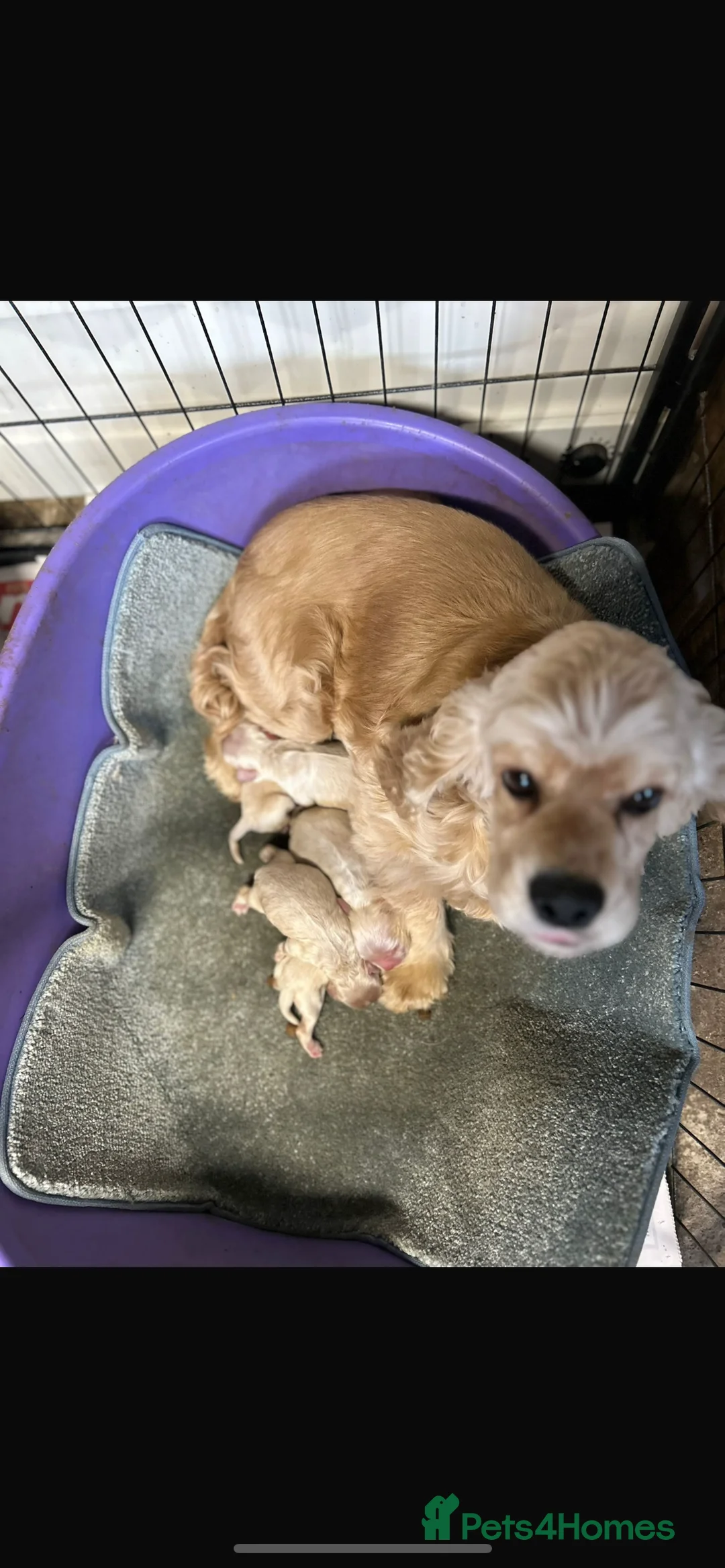 Cocker Spaniel dogs for sale: American cocker  - Advert 5
