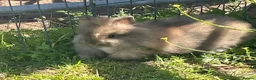 Lionhead rabbits for sale: Purebred lionheads  in Blackpool - Advert 6
