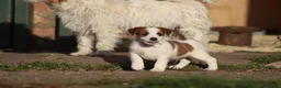 Jack Russell dogs for sale: Jack Russell Puppies for sale - Advert 17
