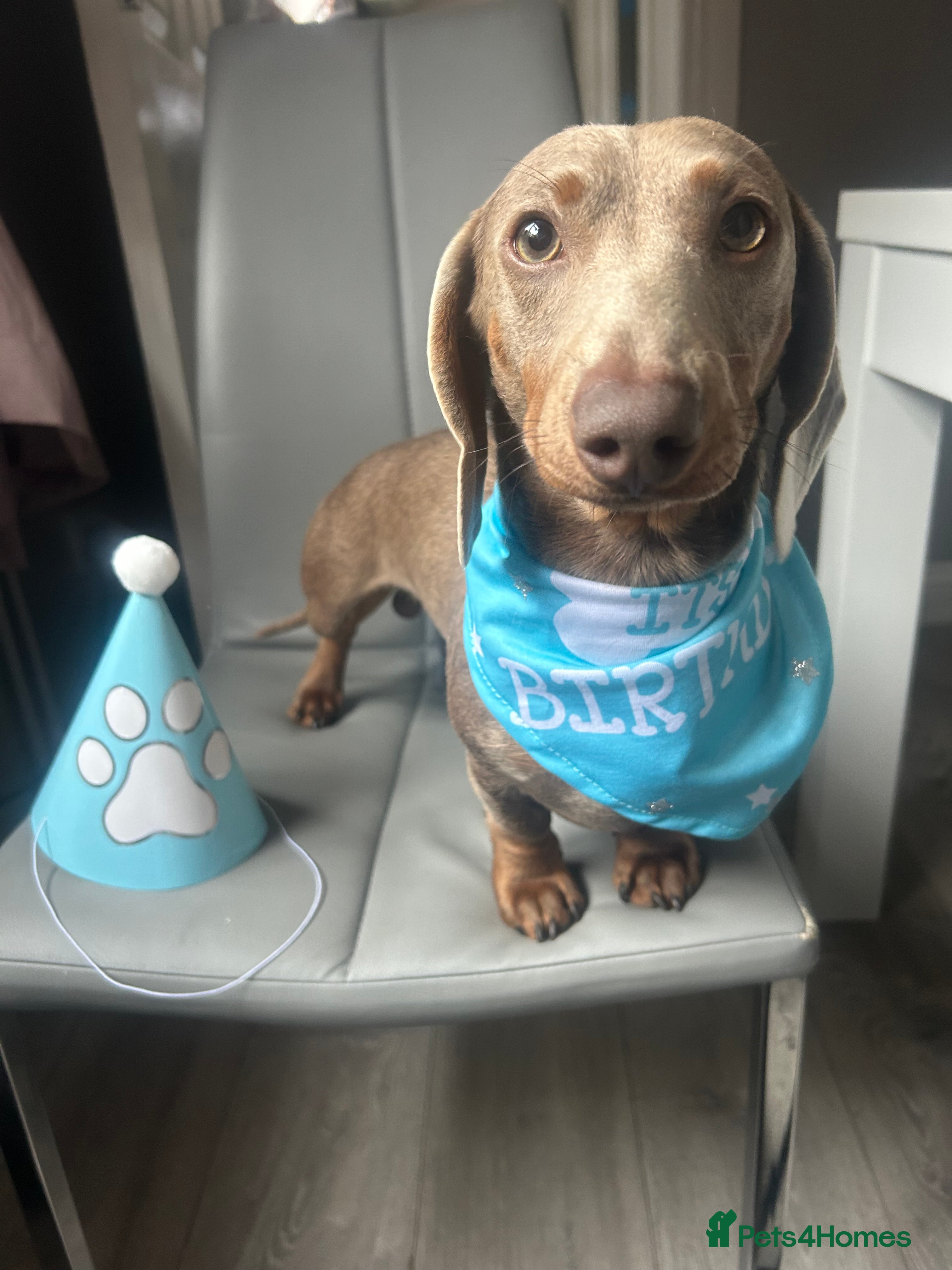 Miniature Dachshund dogs Rolo  in Walsall - Advert 7