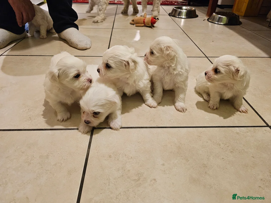Mixed Breed dogs for sale: Maltichon - Advert 2