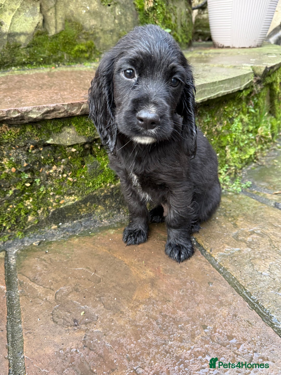 Cocker Spaniel dogs for sale: Ready to leave now! Cocker spaniel puppies  - Advert 3