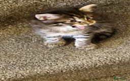 Maine Coon cats for sale: Mainecoon Kittens - Image 12