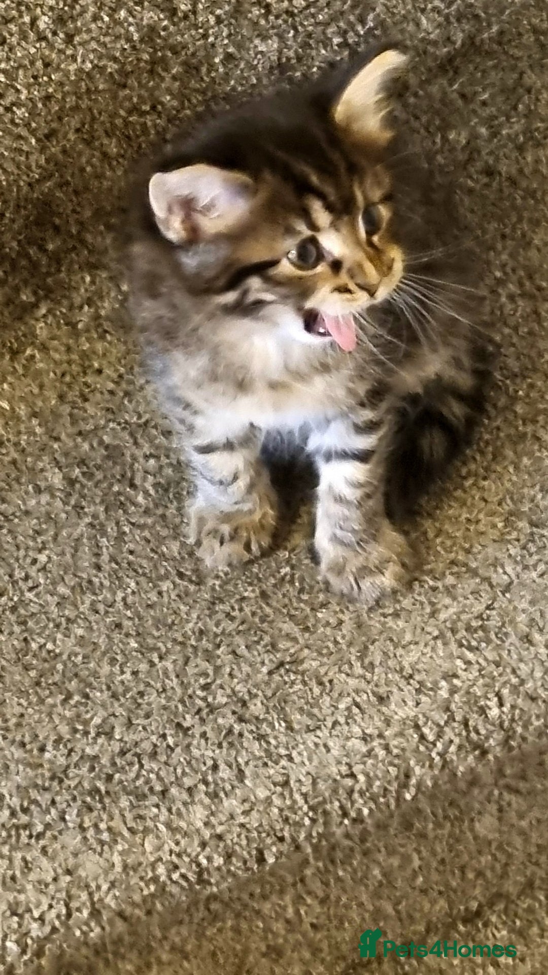 Maine Coon cats for sale: Mainecoon Kittens - Image 12