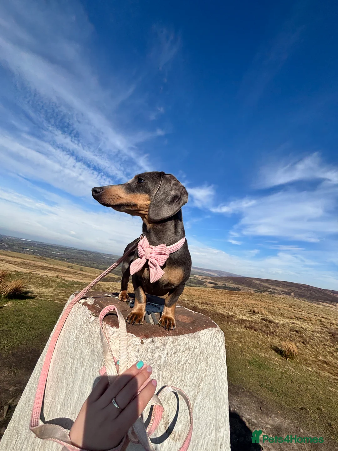 Miniature Dachshund dogs for sale: Rehoming  - Advert 9