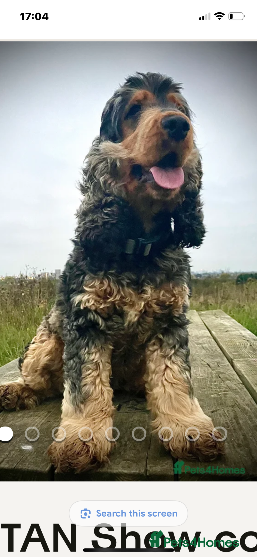 Cockapoo dogs for sale: Cockerpoo apricot and cream  - Advert 14