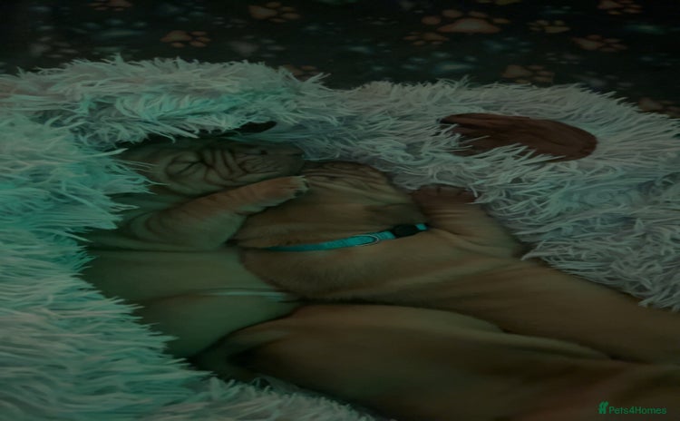 Dogue De Bordeaux dogs - Advert 1