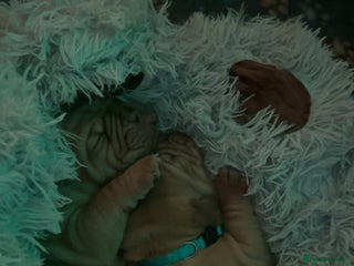 Dogue De Bordeaux dogs - Advert 2