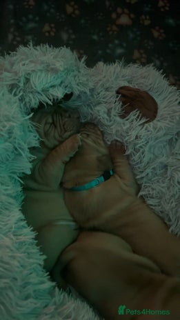 Dogue De Bordeaux dogs - Advert 1