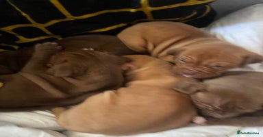 Mixed Breed dogs - Advert 7