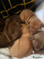Mixed Breed dogs - Advert 7