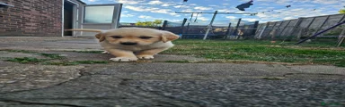 Golden Retriever 8