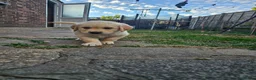 Golden Retriever dogs for sale: Golden Retriever puppys in Harrow London  - Advert 10