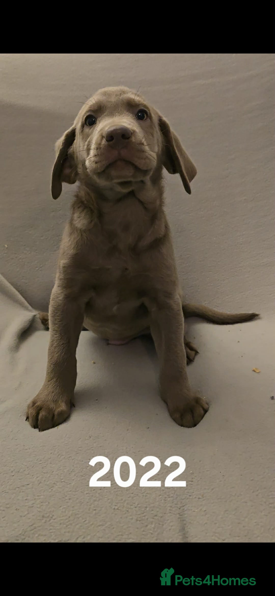 Labrador Retriever dogs for sale: Stunning silver Labradors  - Advert 18