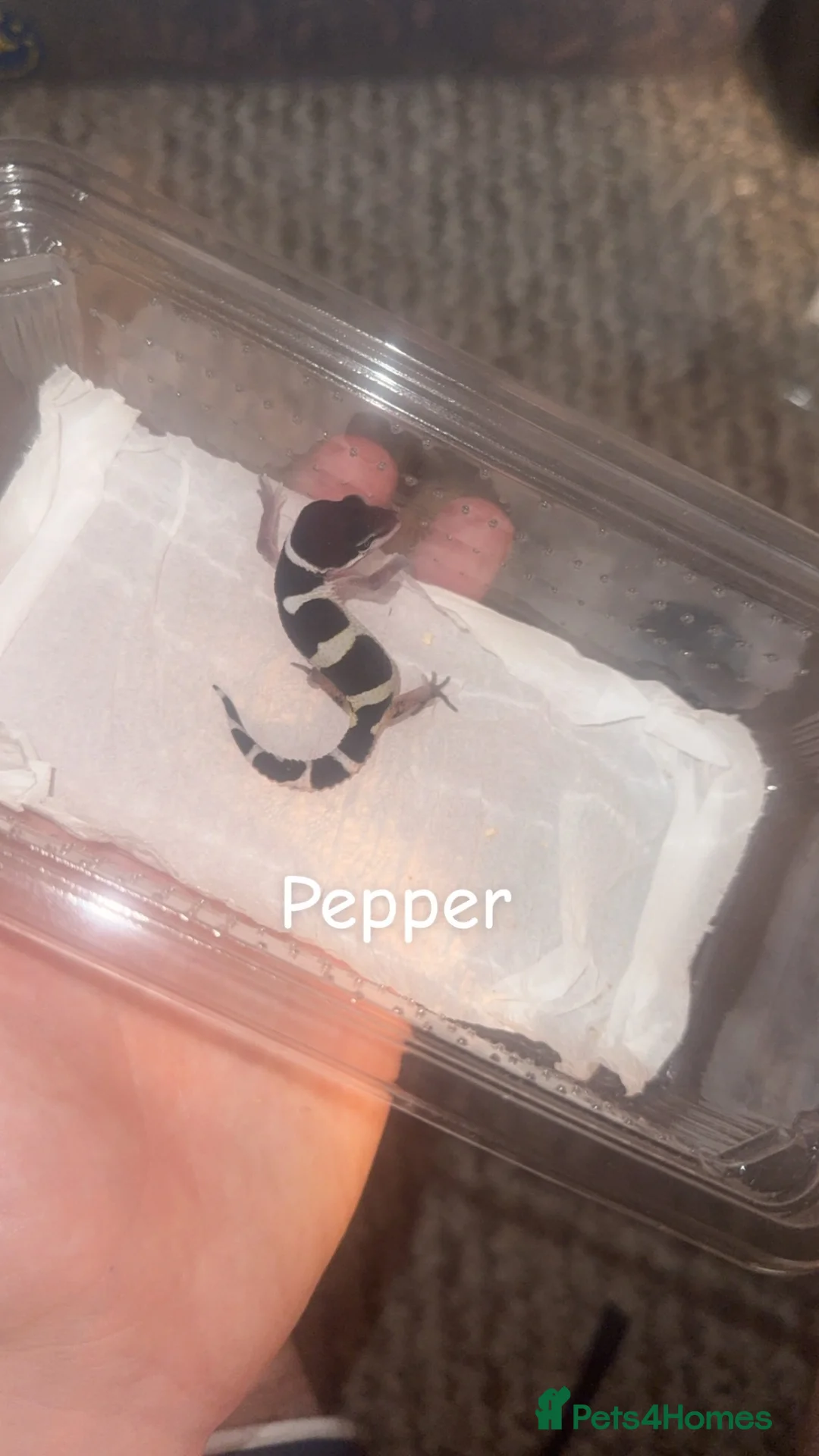 Leopard Gecko reptiles for sale: Black night x Super snow babies🔥🔥🔥 - Advert 1