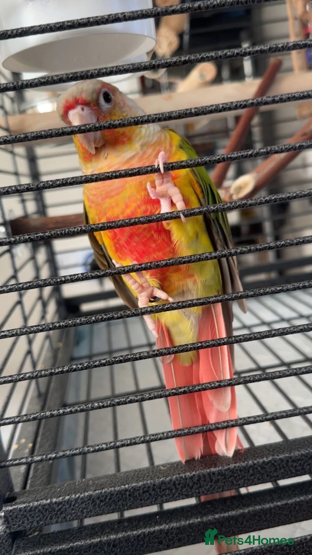 Conures birds for sale: Green cheek conure 11months for sale £500  - Advert 7