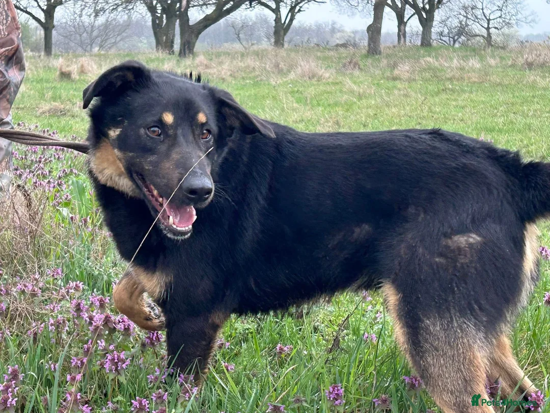 Mixed Breed dogs for adoption: Romeo - Norwich Norfolk  - Advert 2