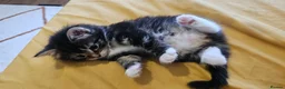 Mixed Breed cats for sale: 🐾❤️Cute tuxedo / tabby mix kittens ❤️🐾 - Advert 17