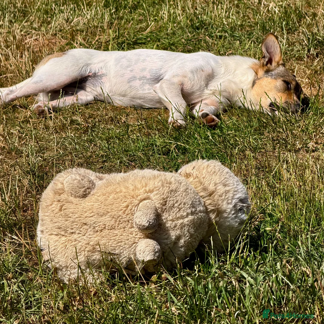 Mixed Breed dogs for adoption: Penny – Female Jack Russell Terrier type - Advert 6