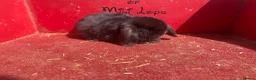 Mini Lop rabbits for sale: Mini lop babies ready for new homes now  - Advert 9