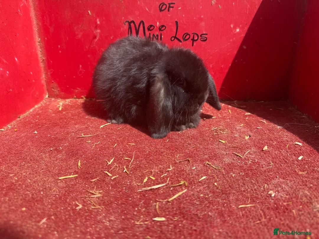 Mini Lop rabbits for sale: Mini lop babies ready for new homes now  - Advert 9