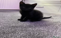 Mixed Breed cats for sale: 6 kittens for sale - Image 11