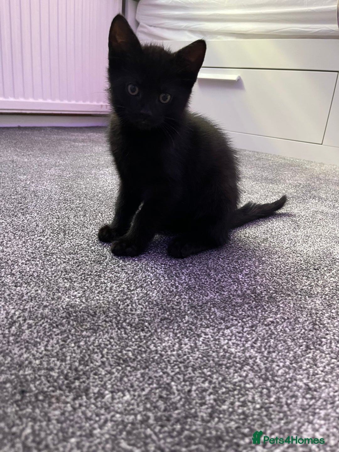 Mixed Breed cats for sale: 6 kittens for sale - Image 11