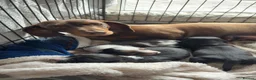 Mixed Breed dogs for sale: Dachshund cross - Advert 1