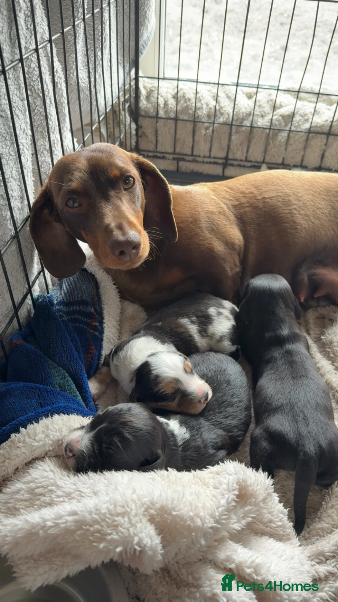Mixed Breed dogs for sale: Dachshund cross - Advert 1