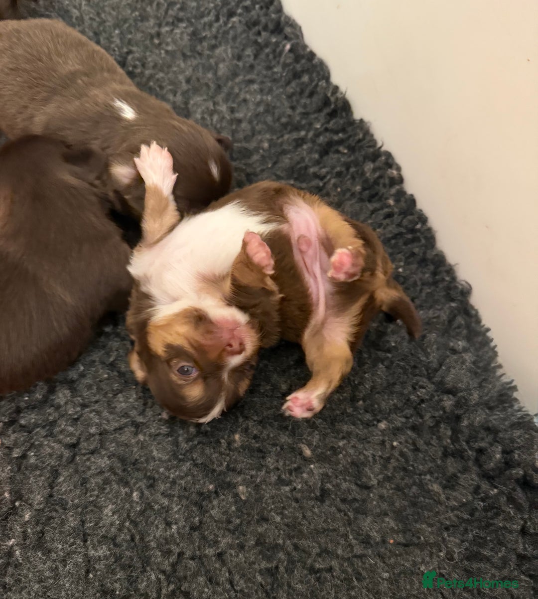 Chihuahua dogs for sale: Rare long haired Chocolate & tan with green eyes  - Image 2