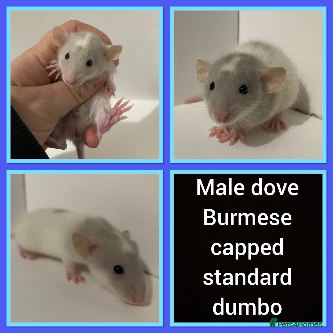 Rat rodents for sale: Adorable dumbo baby rates for sale ♥️ - Advert 17