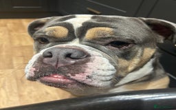 Mixed Breed dogs for sale: Bulldog x Neo Mastiffs  - Image 6