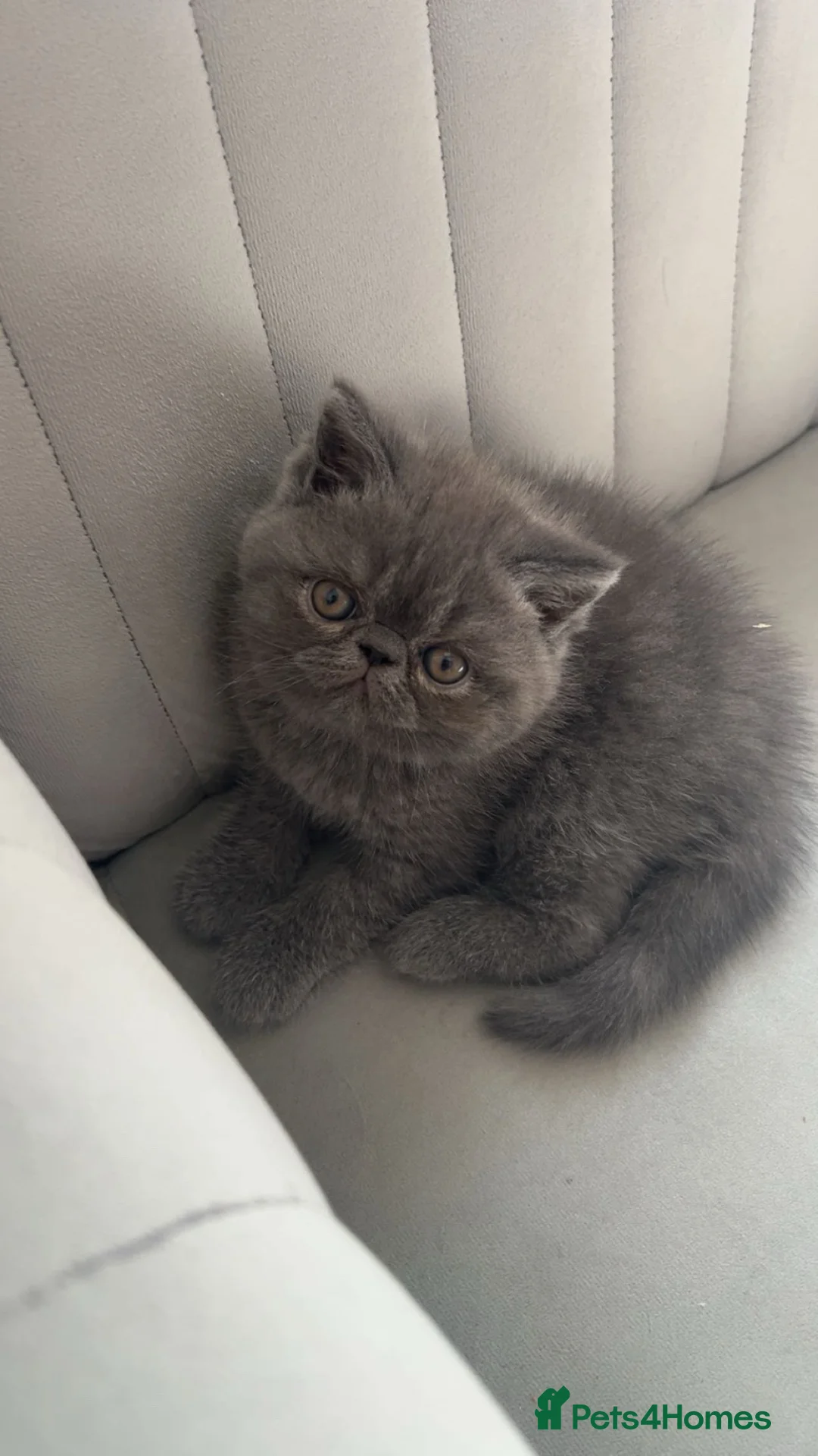 Exotic cats for sale: Grey Exotic kitten!  - Advert 10