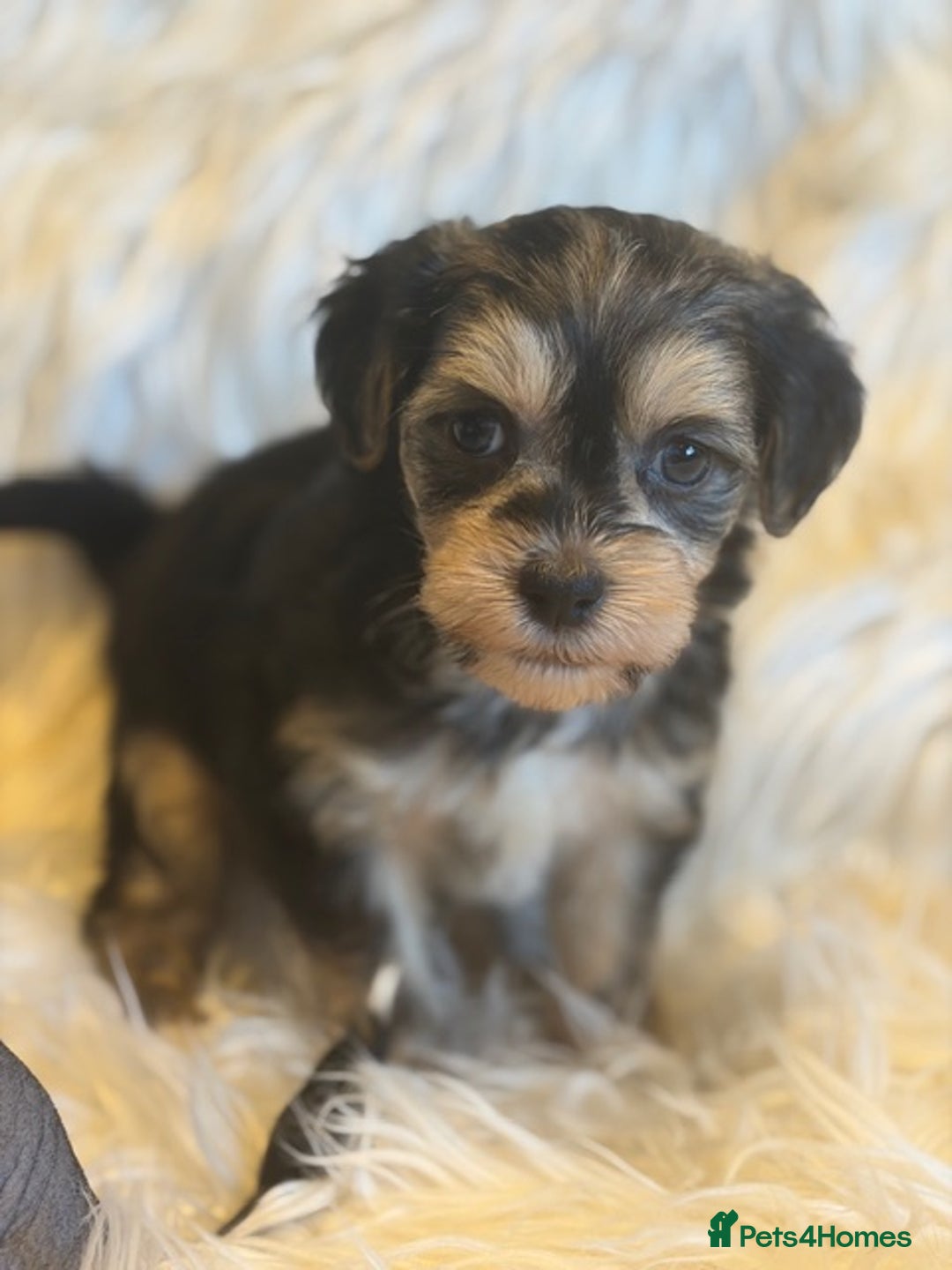 Chinese Crested dogs for sale: KC Reg Chinese created puppies - Advert 10