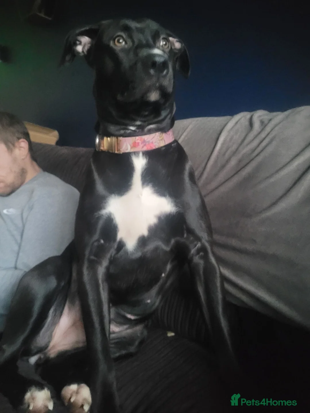 Mixed Breed dogs for sale: Bella  in Luton - Advert 3