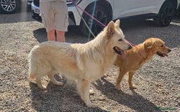 German Shepherd dogs for stud: Long haired white German Shepherd  - Image 1