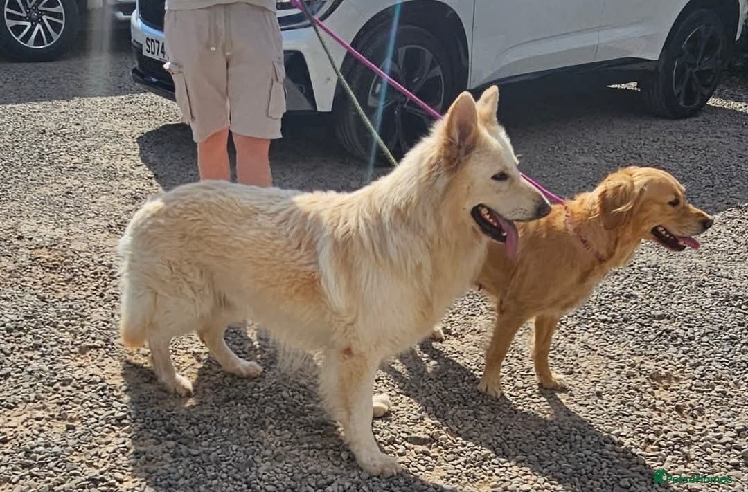 German Shepherd dogs for stud: Long haired white German Shepherd  - Image 1