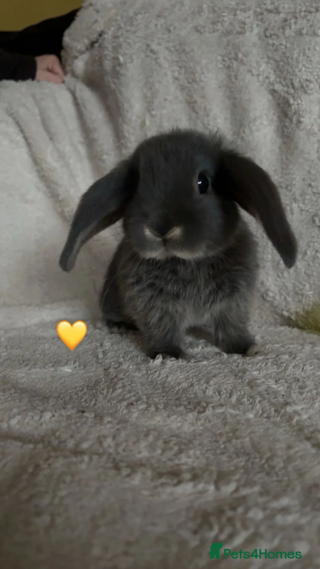 Mixed Breed rabbits for sale: baby rabbits now available - Advert 17