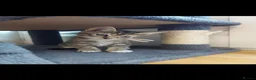 Mixed Breed cats for sale: 3 cute kittens for loving home - Advert 11