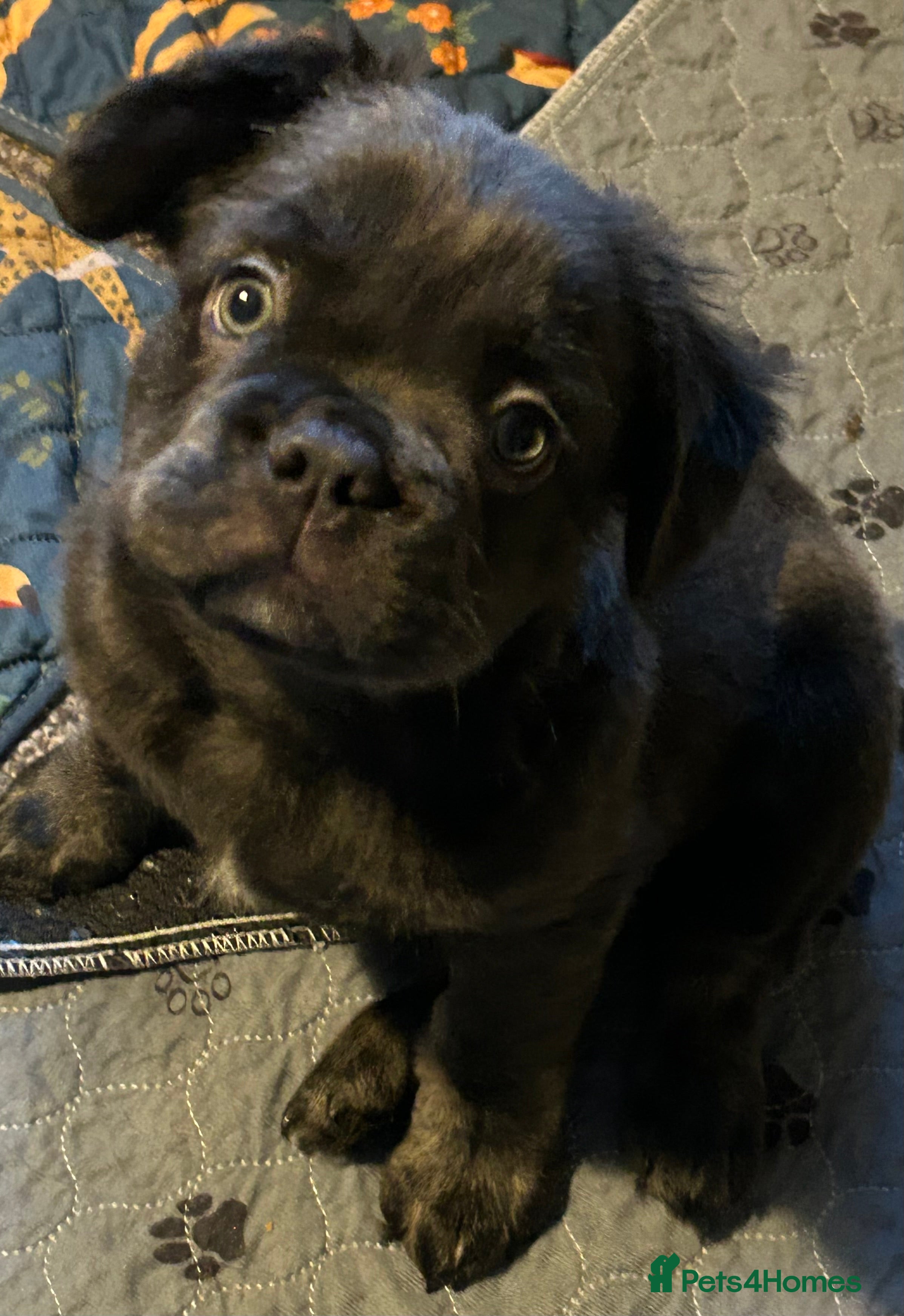 French Bulldog dogs Ready now, 1 boy 🐾🔥Fluffy French bulldogs 🔥🐾 - Advert 5