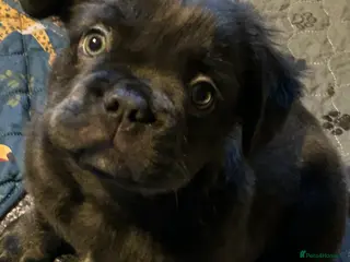 French Bulldog dogs Ready now, 1 boy 🐾🔥Fluffy French bulldogs 🔥🐾 - Advert 5