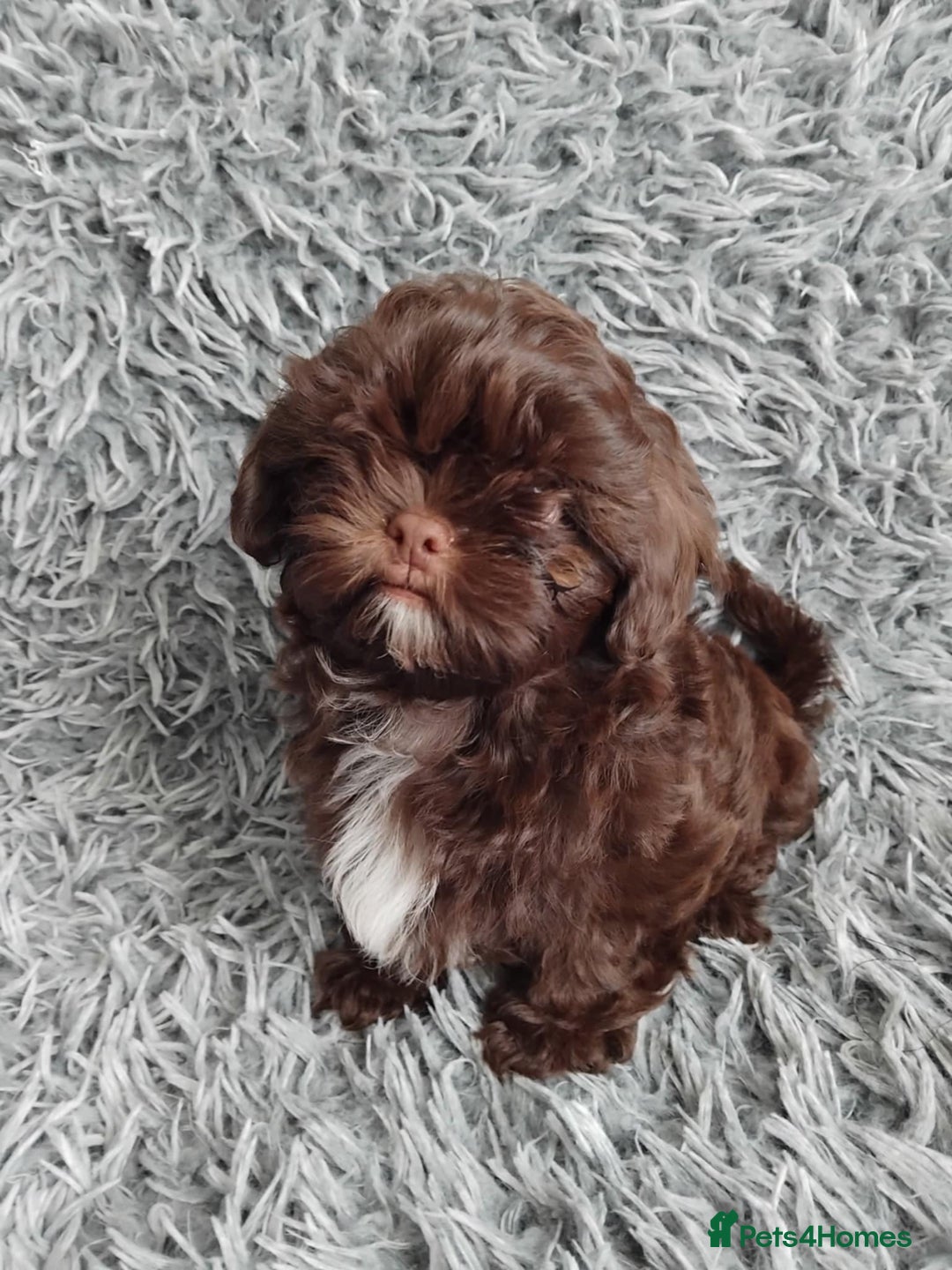 Shih Tzu dogs for sale: Beautiful shih tzu babies  - Advert 5