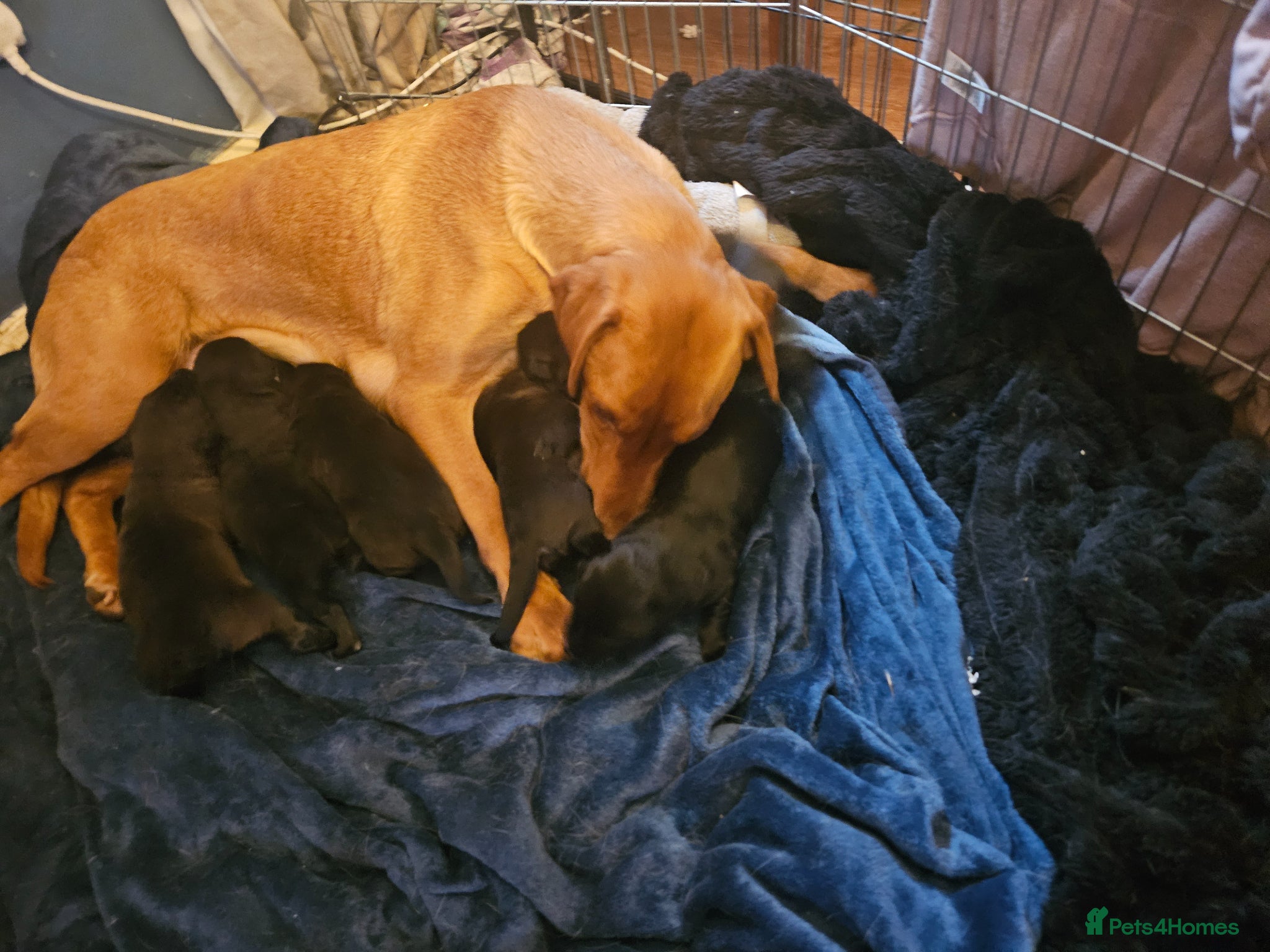 Sheprador dogs Amazing litter of sheprador puppies  - Advert 10