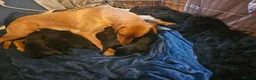 Sheprador dogs for sale: Amazing litter of sheprador puppies  - Advert 1