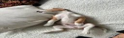 Mixed Breed dogs for sale: Jack RussellxWhippet - Advert 5