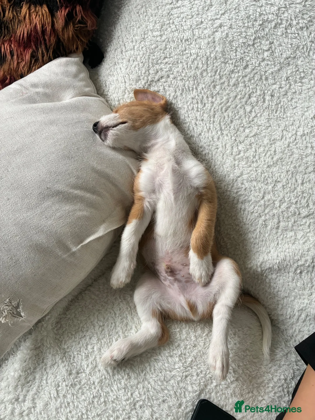 Mixed Breed dogs for sale: Jack RussellxWhippet - Advert 5