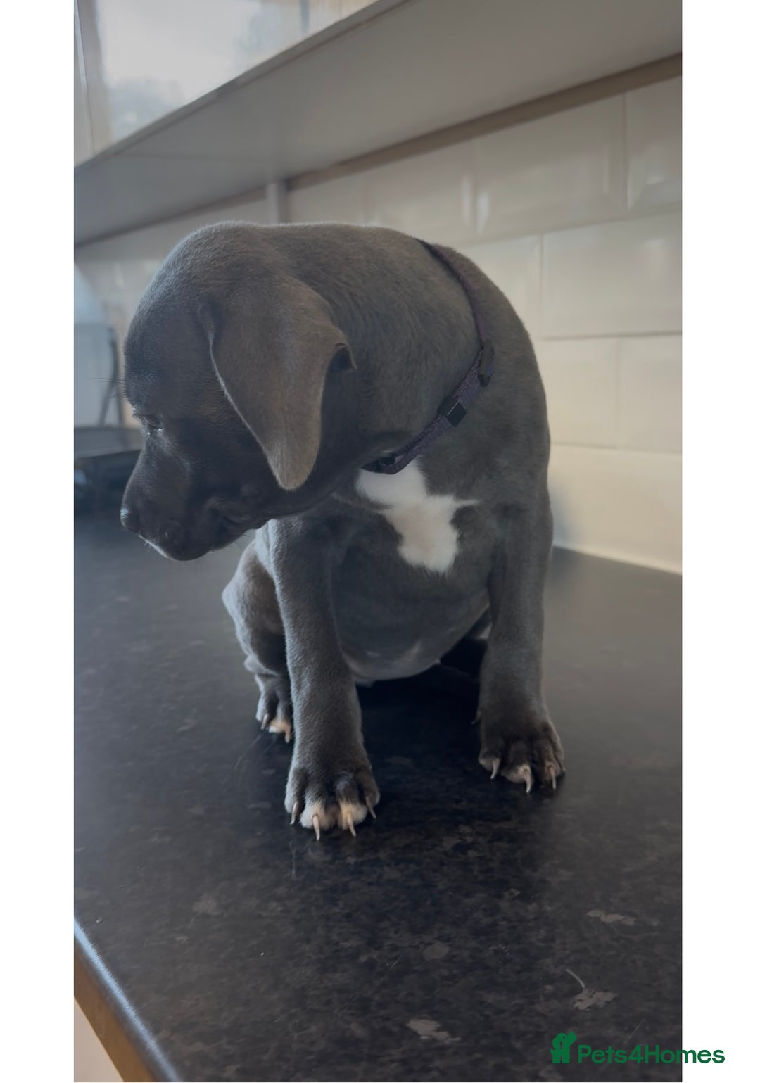 Staffordshire Bull Terrier dogs for sale: Last puppy needing a new home… - Image 7